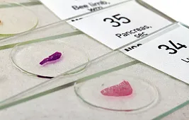 Микропрепарат для микроскопа своими руками