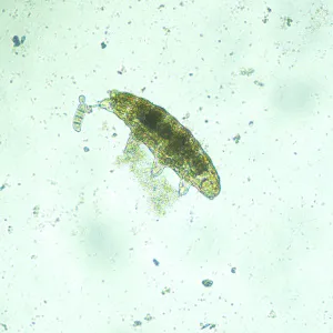 Микроскоп биологический инвертированный цифровой MAGUS Bio VD300, изображение 17