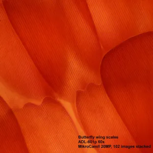 Микроскоп Bresser Science ADL-601P, изображение 7