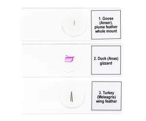 Набор микропрепаратов Levenhuk Discovery Prof DPS 5. «Птицы», изображение 6