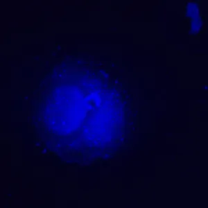 Микроскоп люминесцентный инвертированный цифровой MAGUS Lum VD500L, изображение 24