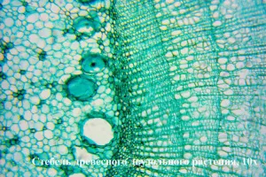 Видеоокуляр ToupCam 1,4 Мпикс (UHCCD01400KPB), изображение 5