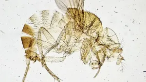 Фотомикроскоп Levenhuk Kelvin Touch KM3, изображение 11