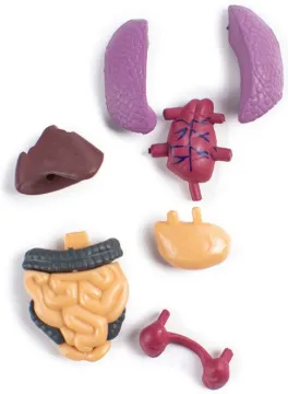 Исследовательский набор-конструктор ND Play «Строение тела» 6+, изображение 7