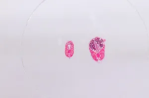 Набор микропрепаратов Konus 15: «Размножение беспозвоночных», изображение 8