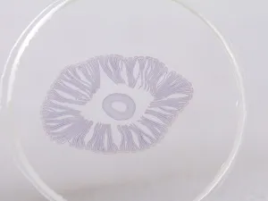 Набор микропрепаратов Konus 10: «Почва», изображение 4